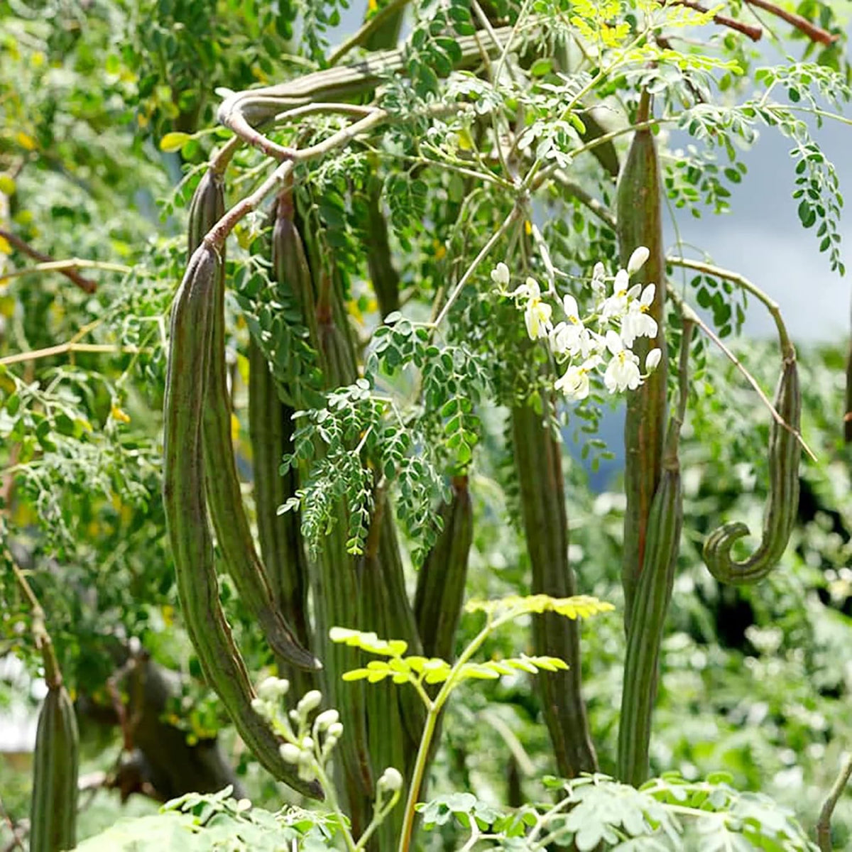 Muuringa Tree Zoom picture