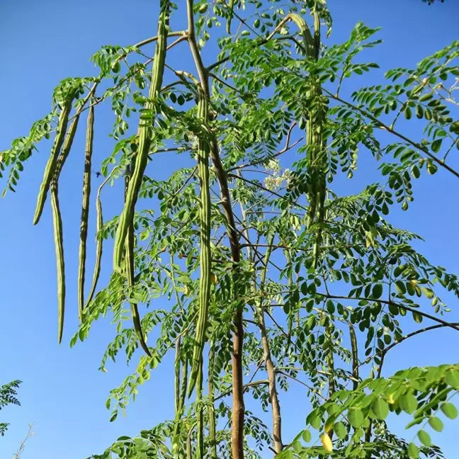 Drumstick Tree Pods from Moringa Seeds, Organic PKM1 Variety