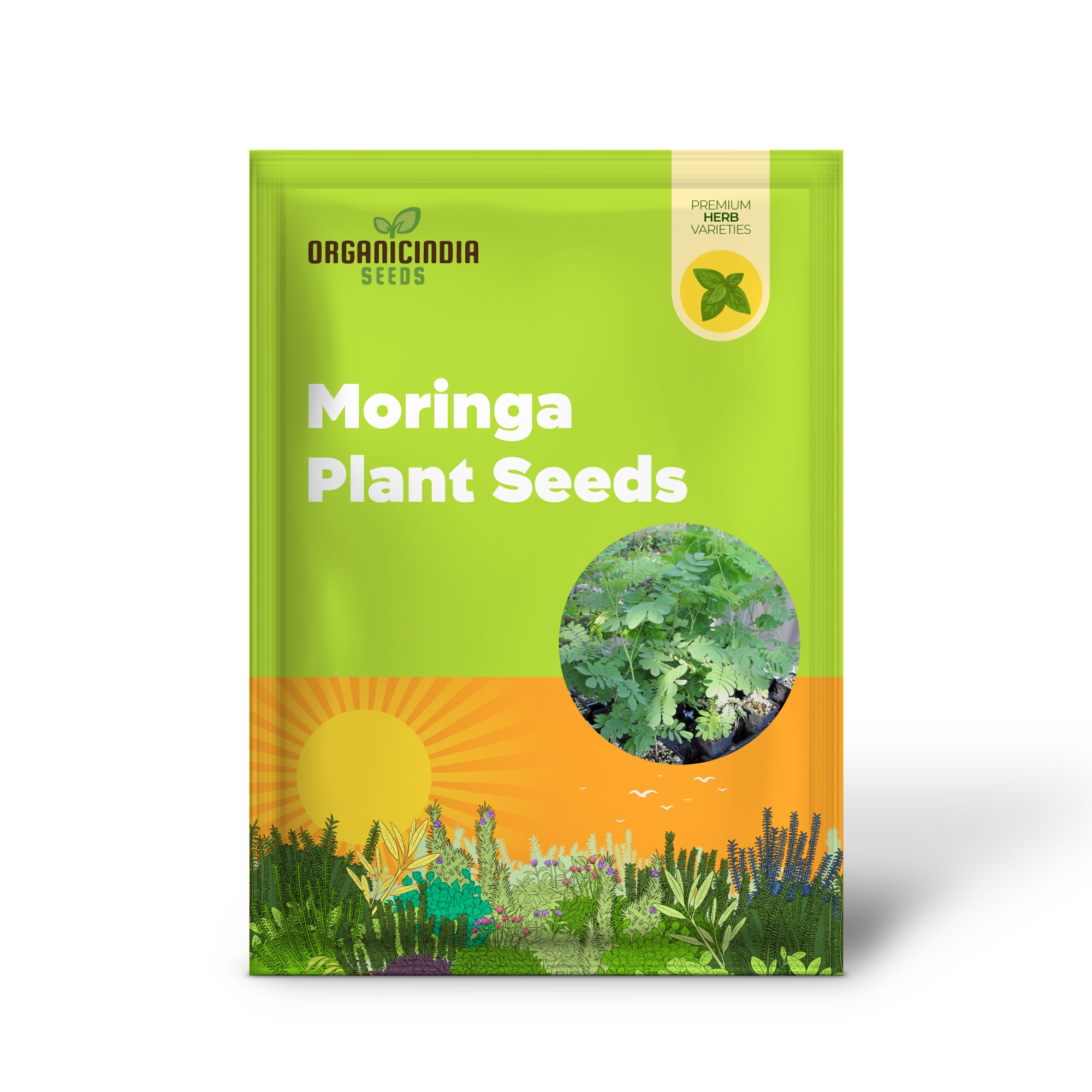 Moringa Seedling, Easy-to-Grow Superfood Tree Seeds