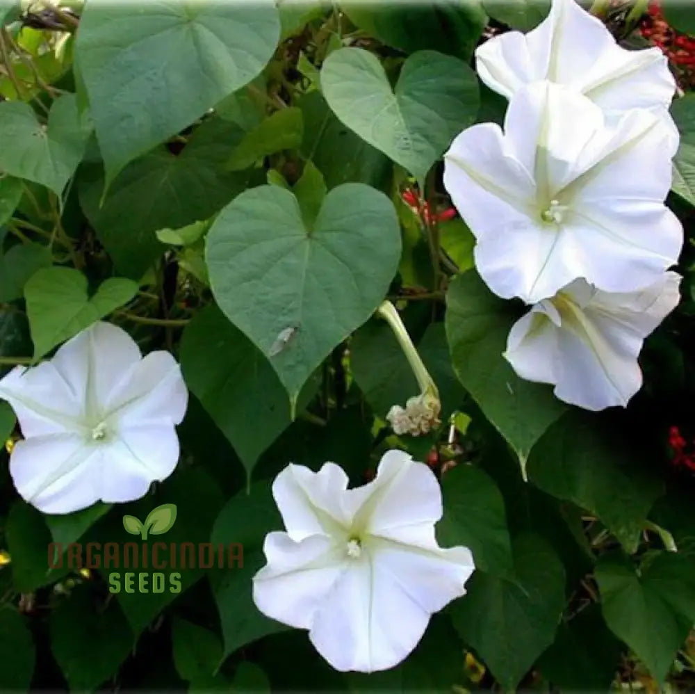 Morning Glory seeds grown climbing vine on garden fence