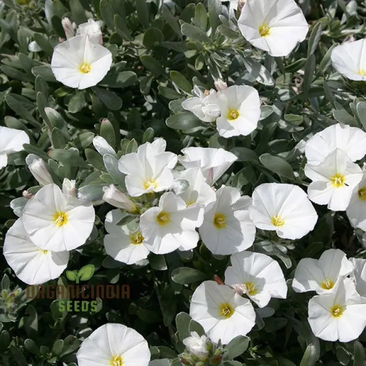 White Morning Glory seeds for planting home garden