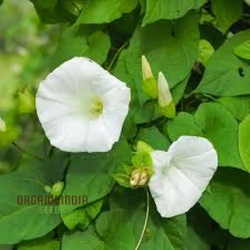 White Morning Glory seeds growing into healthy seedlings