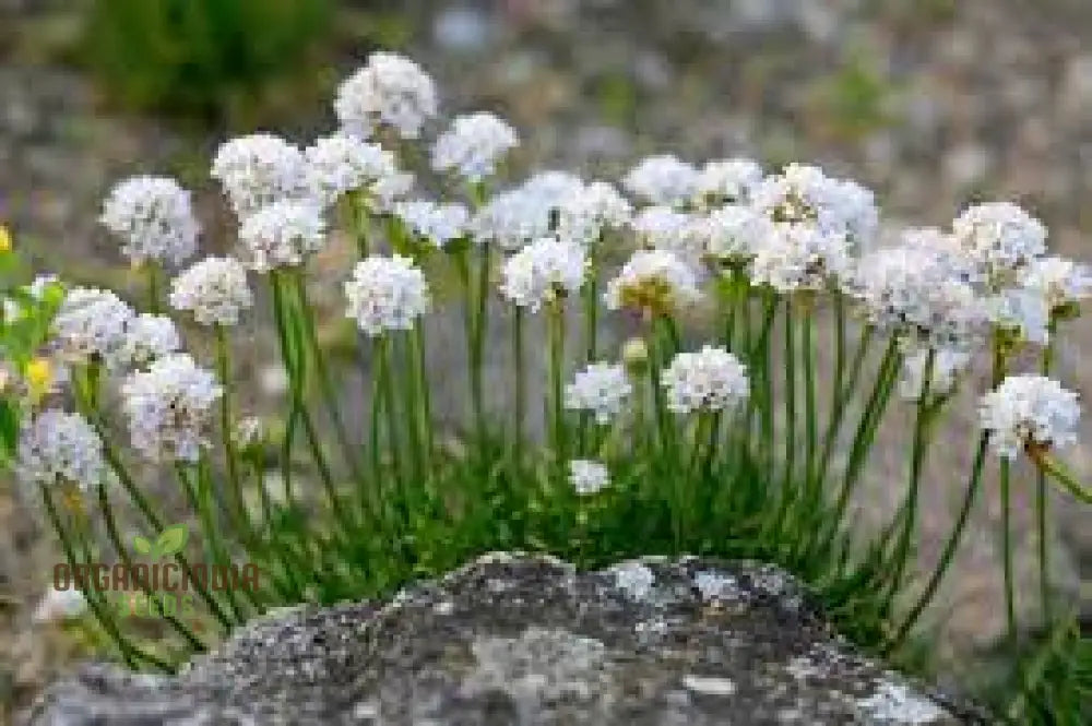 Morning Star White Armeria Seeds for Elegant Garden Blooms
