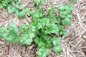 Aromatic Moroccan Cilantro Seeds Producing Flavorful Green Leaves