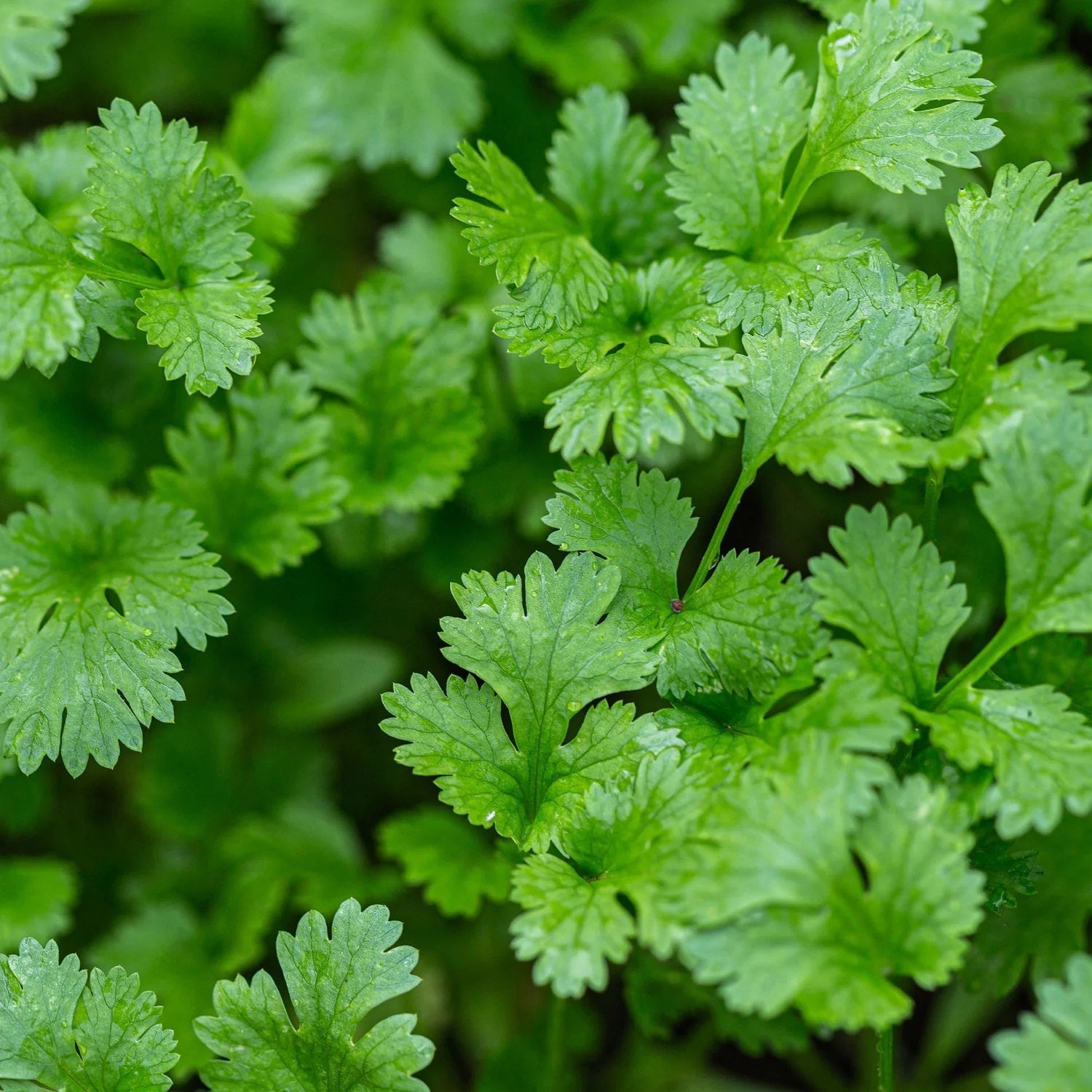 Close-up of Moroccan Cilantro Leaves from Heirloom Seeds
