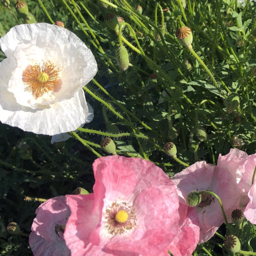 Mother of Pearl poppy seeds germinating in garden soil