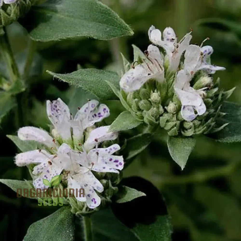 Mountain mint seeds for planting in home garden