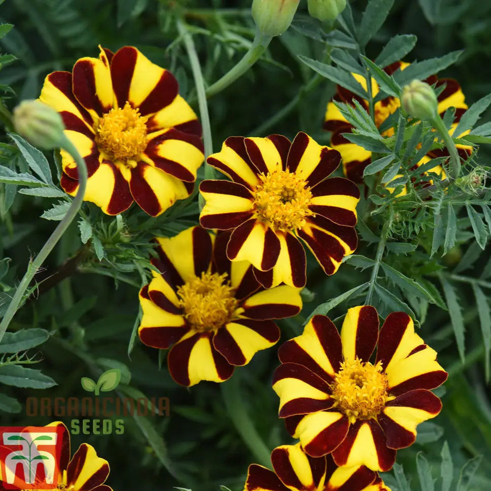 Mr Majestic Marigold Seeds: Premium Quality Seeds For Vibrant Garden Blooms And Successful Gardening