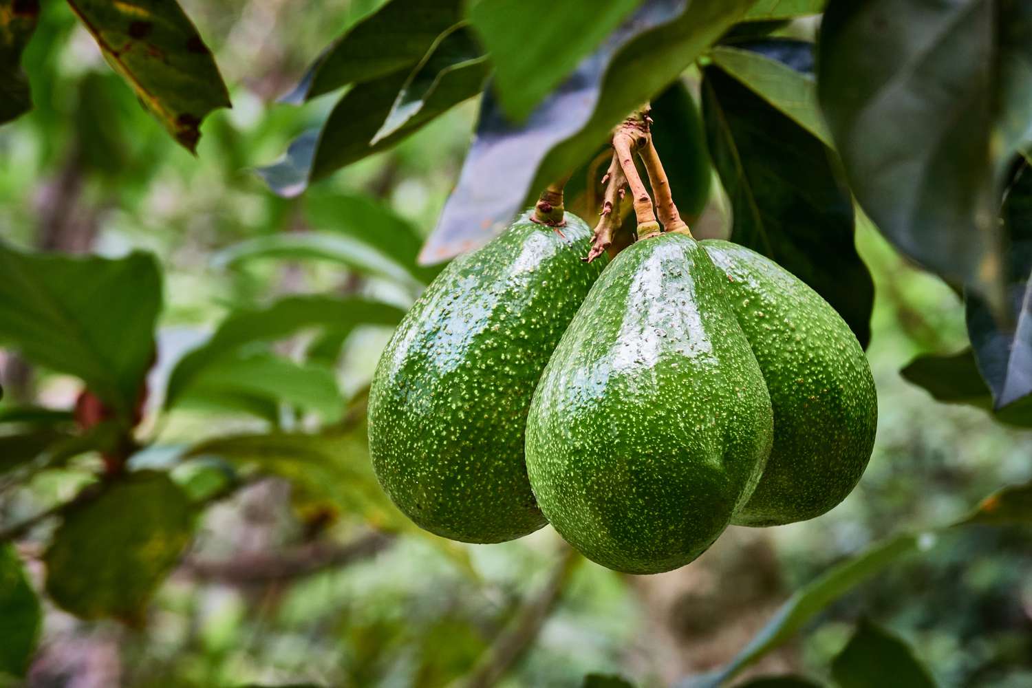 Semi di avocado Hass sani per piantare - da 2 a 3 piedi di altezza - albero da frutto per giardino - 1 pezzo