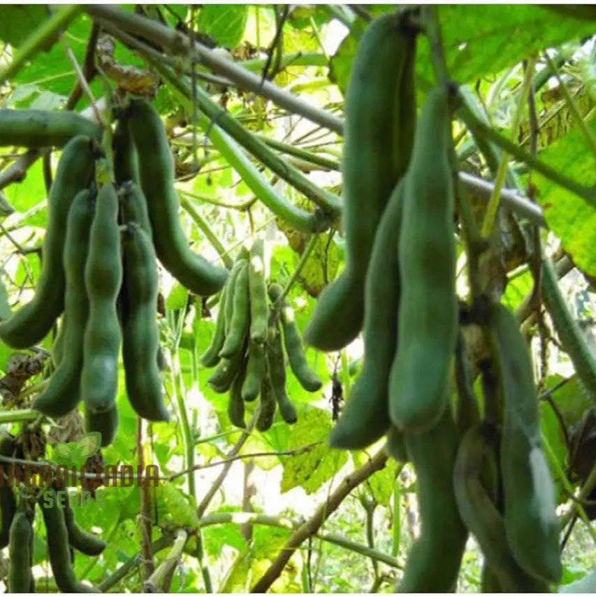 Mucuna Pruriens Kaunch Seeds, Premium Quality Tropical Vine Seeds