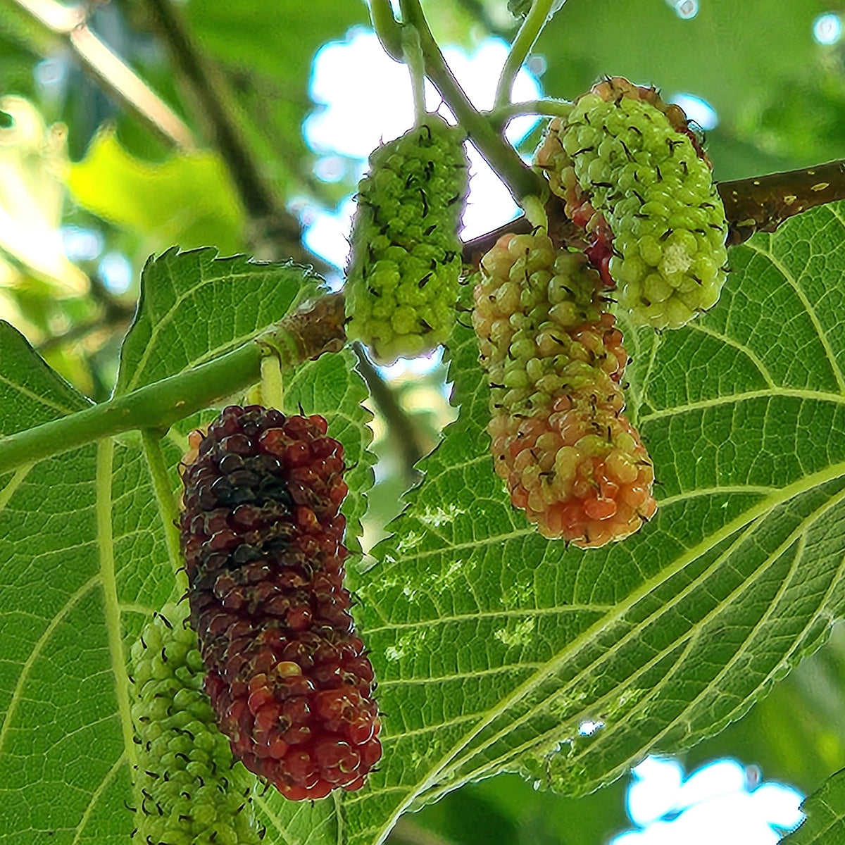 Mulberry Seedlings Growing in Pots