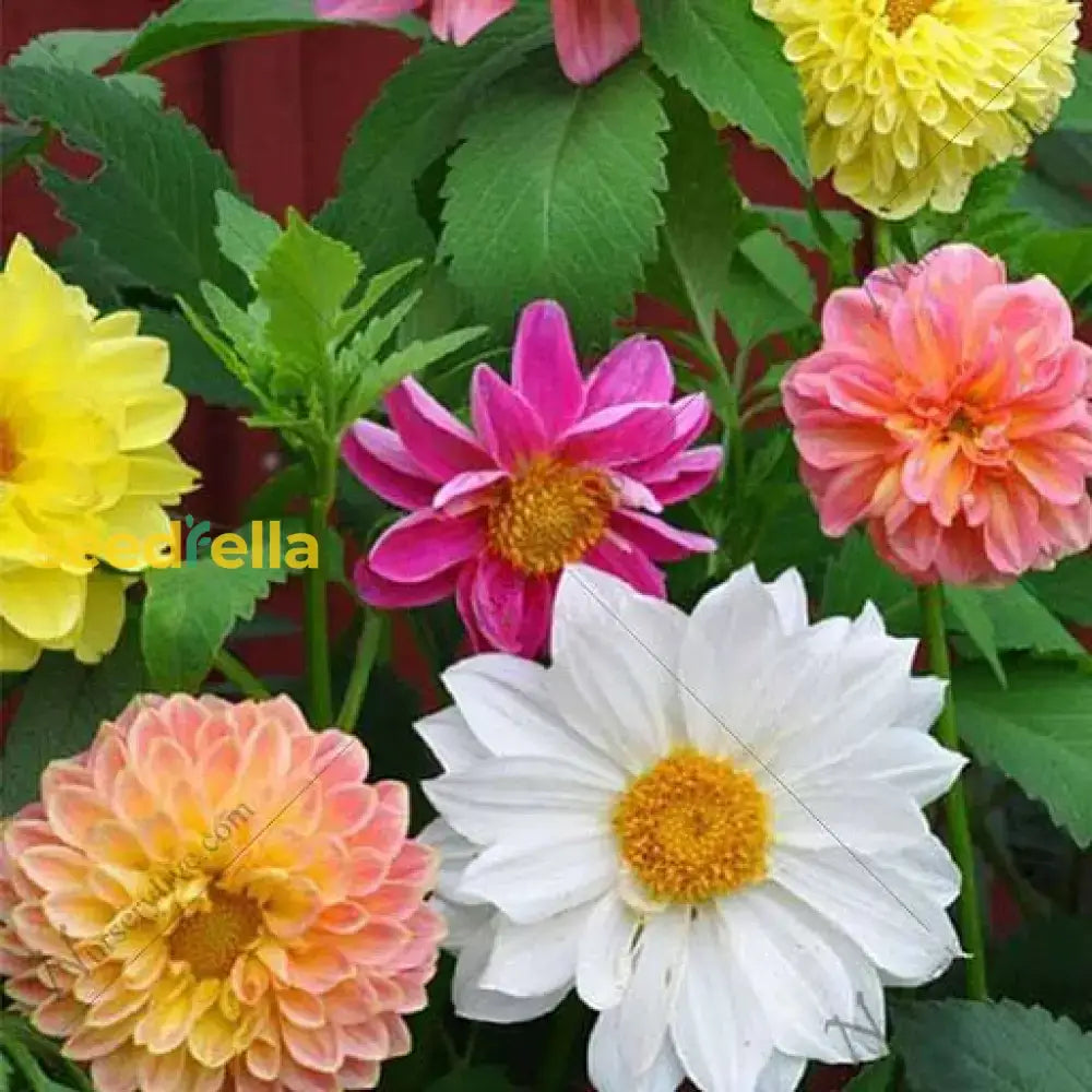 Dhla Color Multi-Color Dahlia Flower Seeds For Planting Mixed
