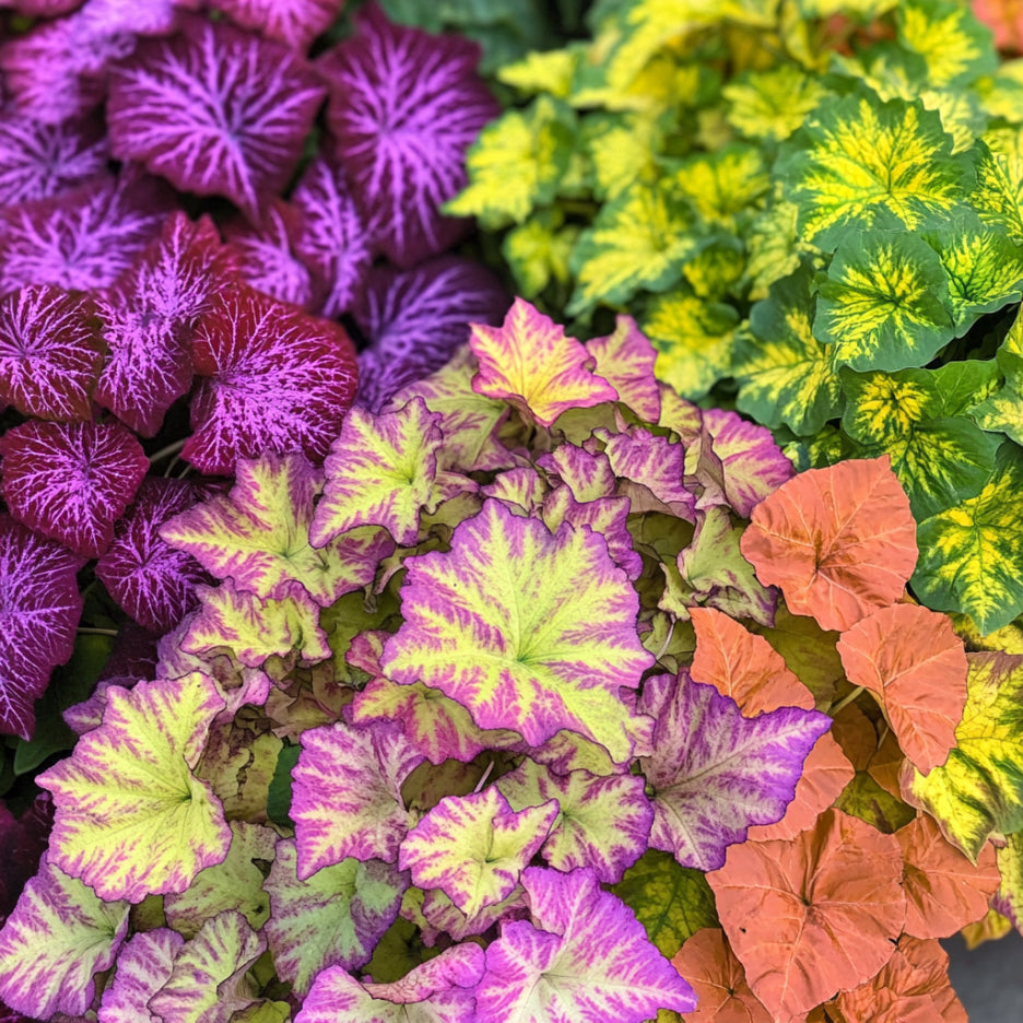Multi-color variegated Coleus plants growing from seeds