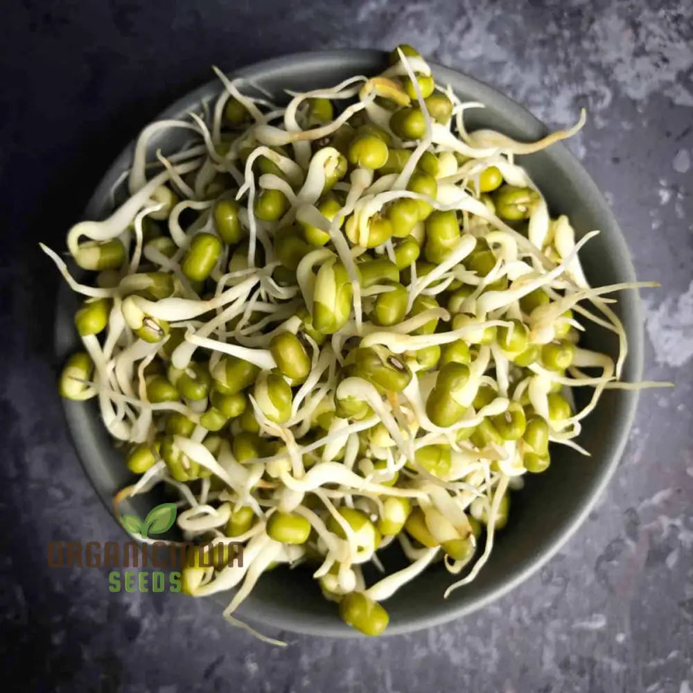 Mung Bean Seeds For Nutritious Sprouts - Gardening & Planting 100 Pcs