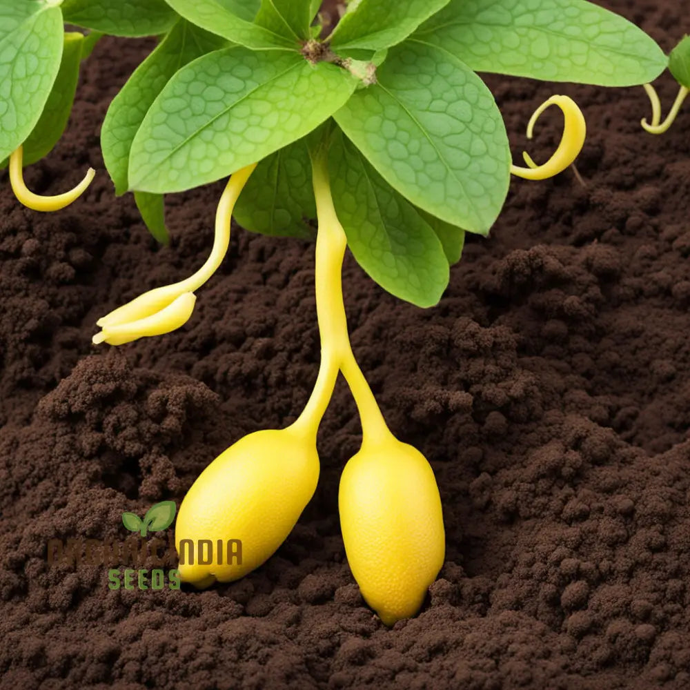 Murraya Paniculata Orange Jasmine Flower Seeds Cream Colored Flowers Daily Flowering Garden Plant