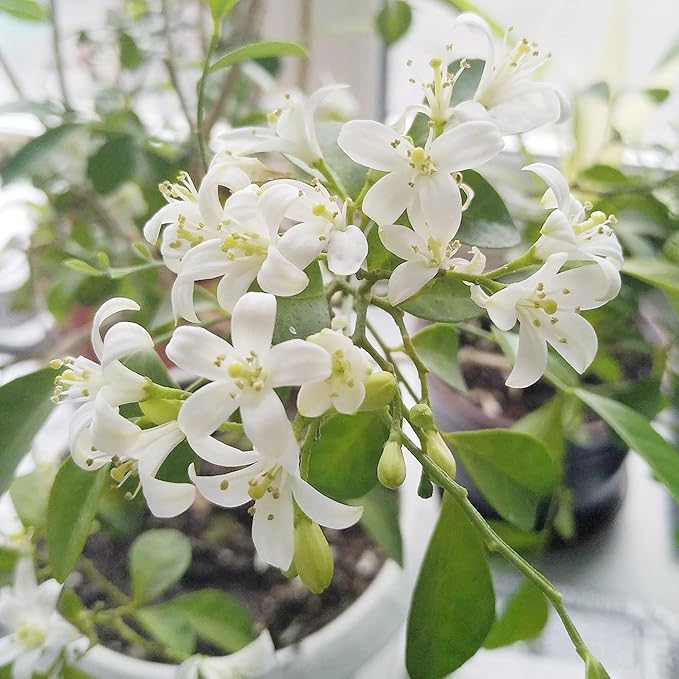 Murraya paniculata Seeds Orange Jessamine Evergreen Shrub