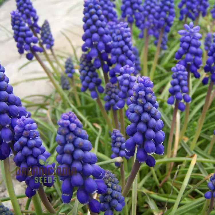 Muscari Armeniacum seeds for planting ornamental garden plants