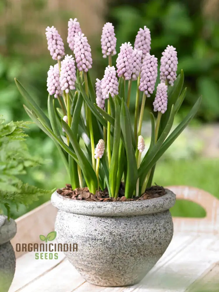 Muscari Pink Sunrise Flower Seeds for Planting