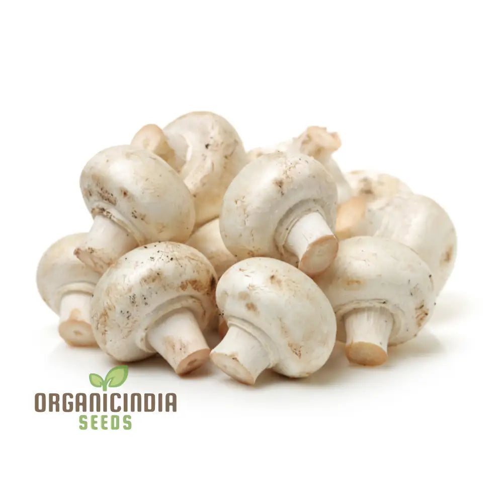 Fresh White Button Mushrooms from Seeds, Tender and Versatile for Cooking