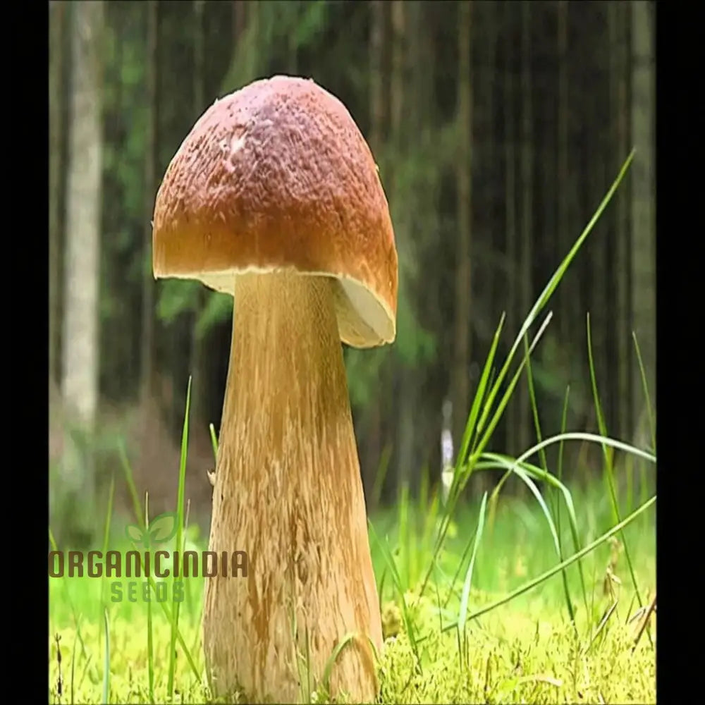 Freshly Harvested King Bolete Mushrooms from Grow Kit, Flavorful Edible Fungi