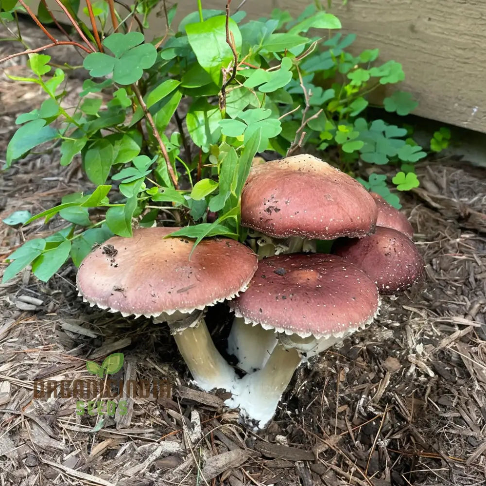 King Bolete Mushroom Seeds Grow Kit, Mycelium Spawn and Dried Spores for Home