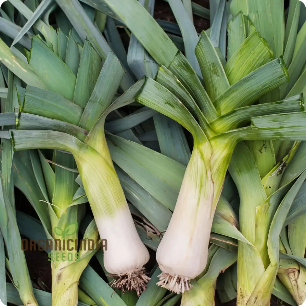 Harvested Musselburgh Leeks from Seeds, Fresh Garden Leeks