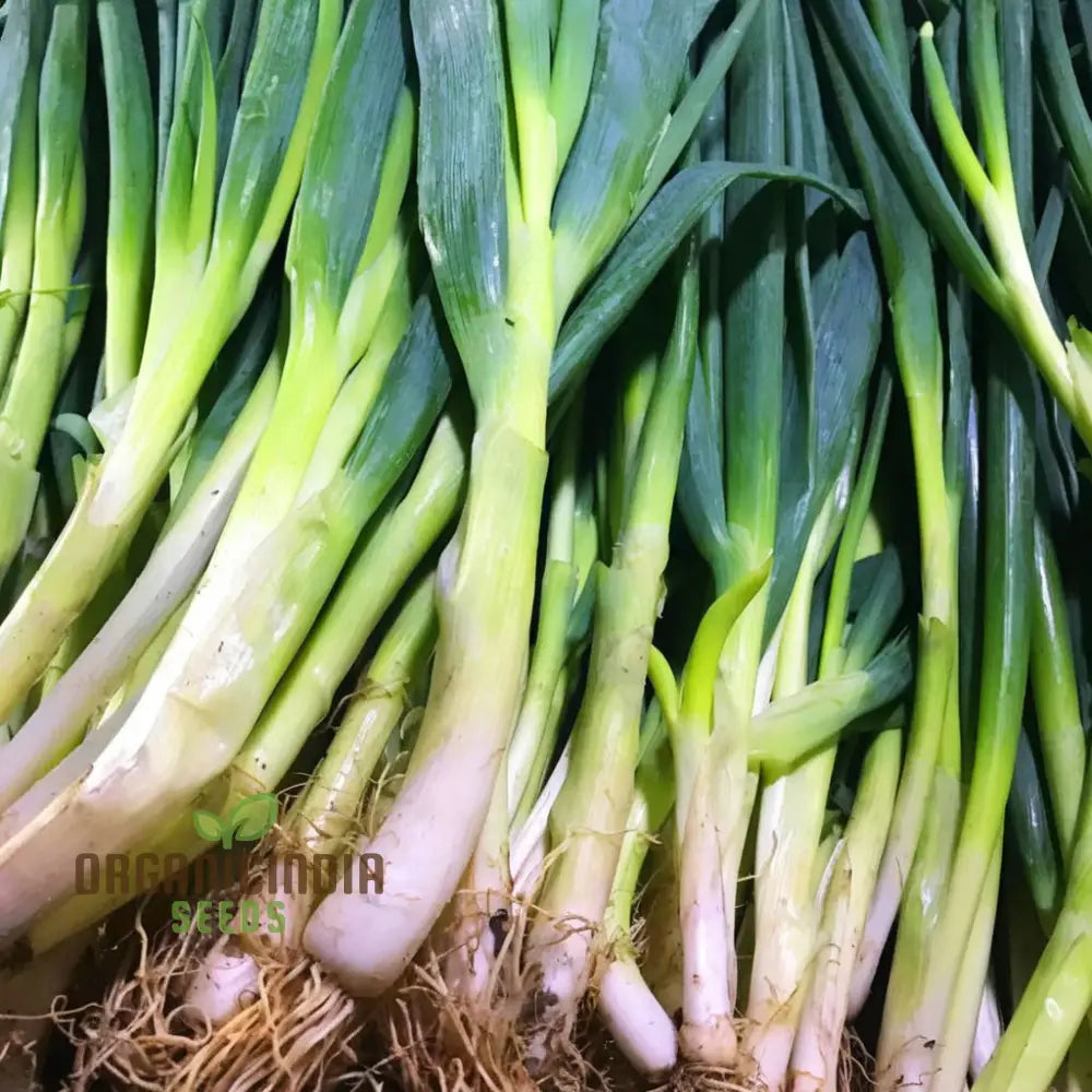 Musselburgh Leek Seeds for Home Garden, High-Yield Leek Seeds