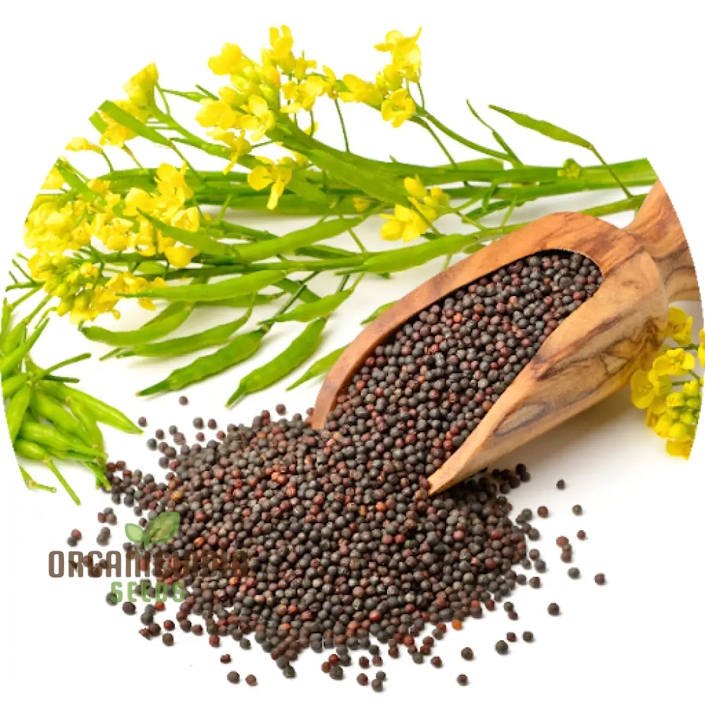 Mature Heirloom Mustard Plant with Vibrant Green Leaves