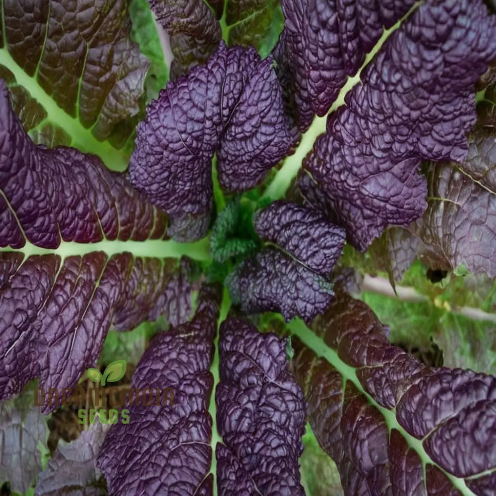 Mustard Red Lion 3 Gram Flower Seeds: Grow Vibrant Blooms With Our Premium Selection On Shopify!