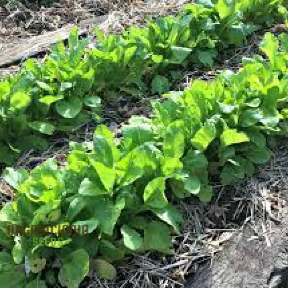 Mature Tasty Mix Mustard Plant with Tender Leaves