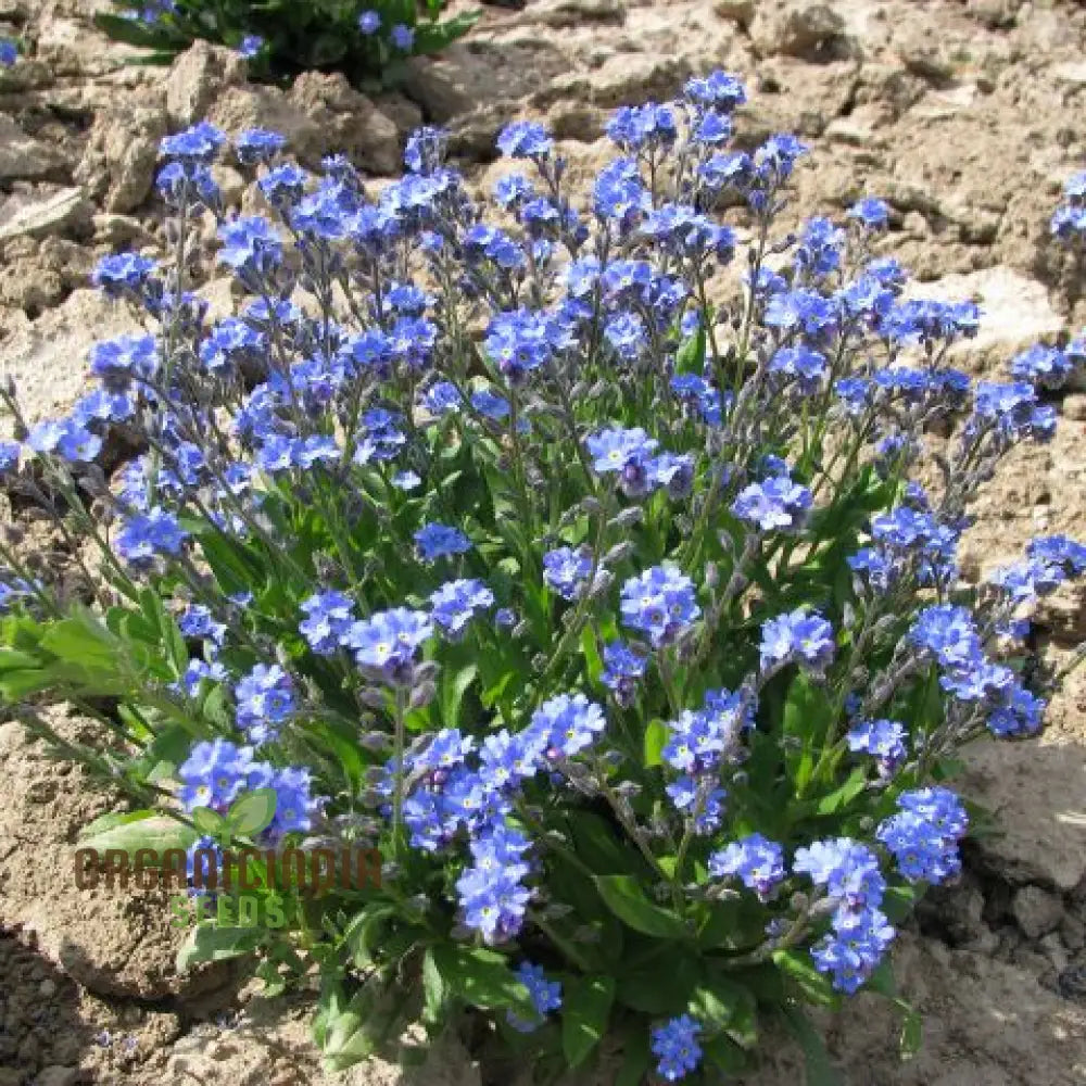 Blumensamen – Vergissmeinnicht Der Blauen Alpen Von Batlle, Für Beete, Töpfe & Steingärten