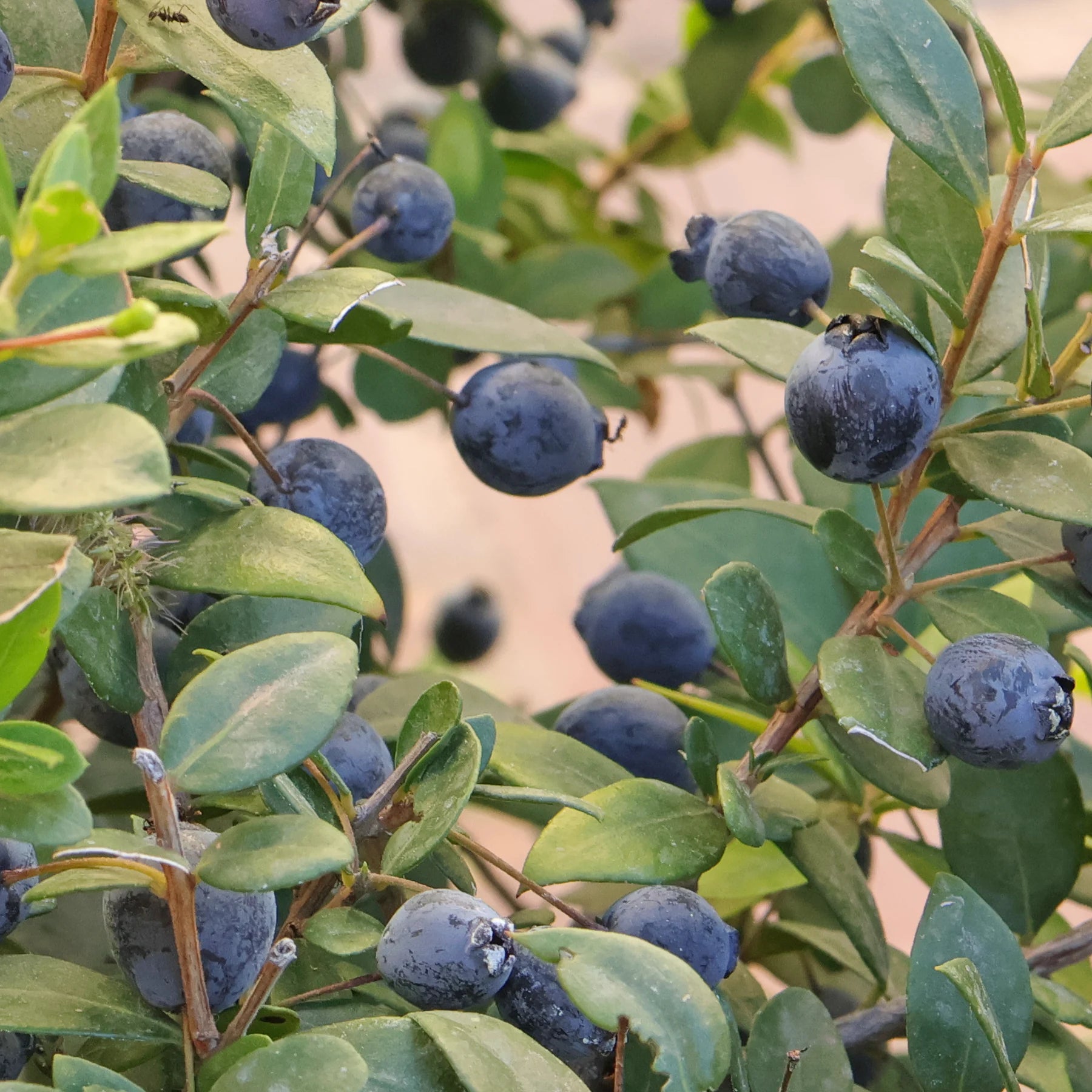 True Myrtle Shrubs Growing in Mediterranean Garden
