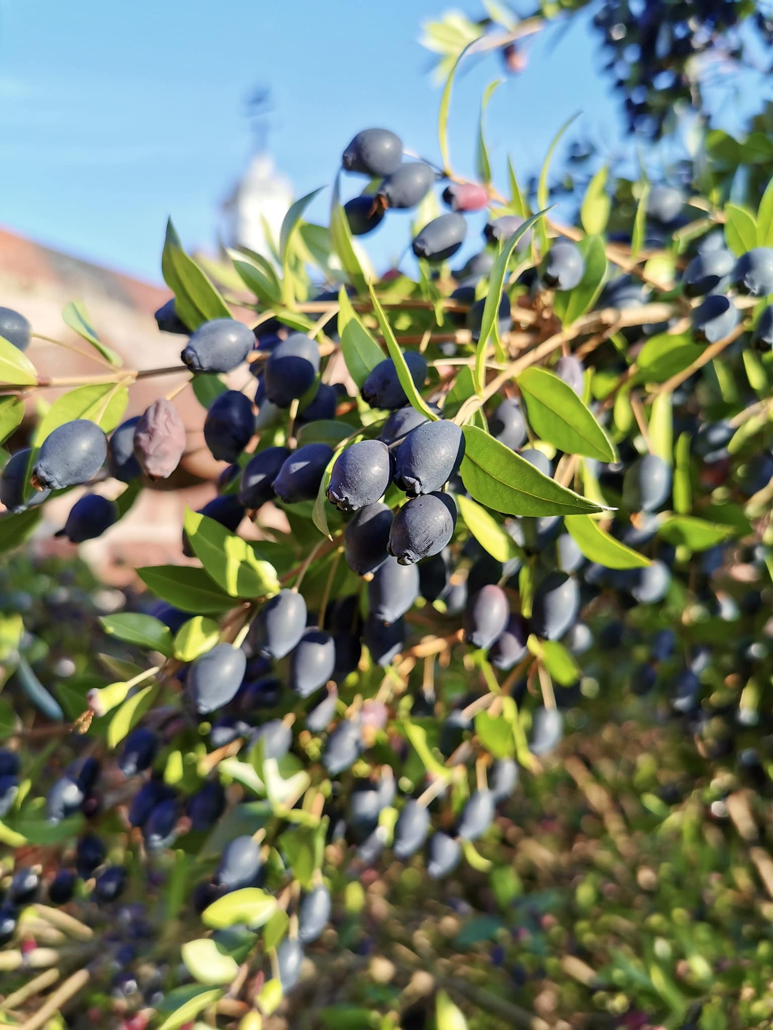 Mature True Myrtle Shrub with Evergreen Foliage