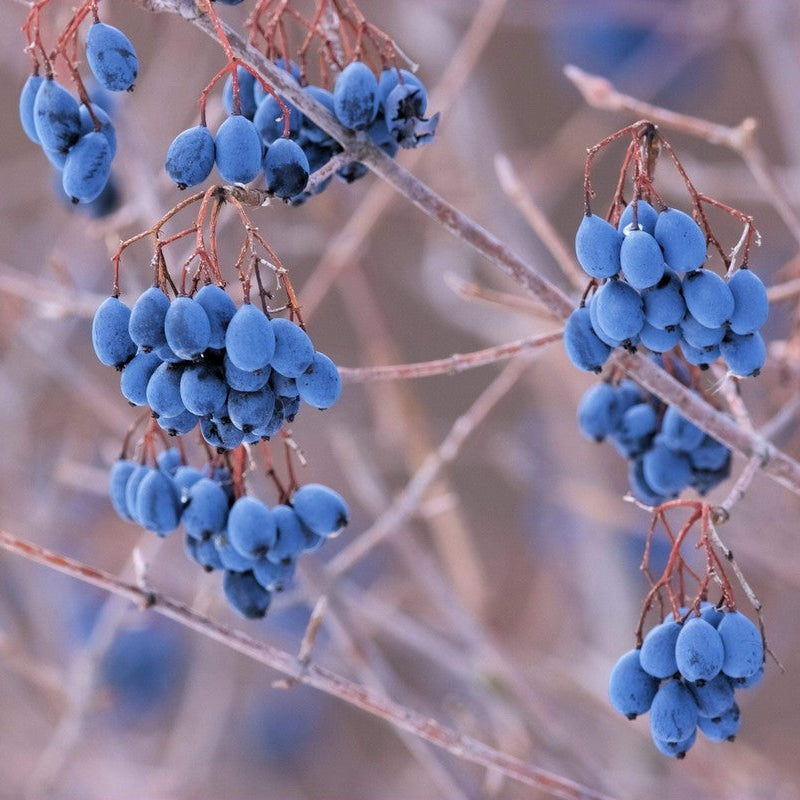 Nannyberry Viburnum Seeds Non-GMO for Planting