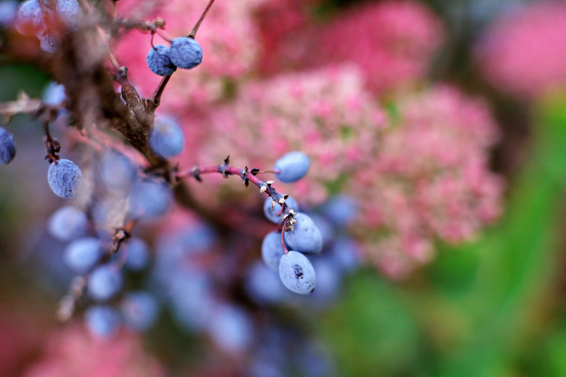 White Flower Clusters on Nannyberry Shrub