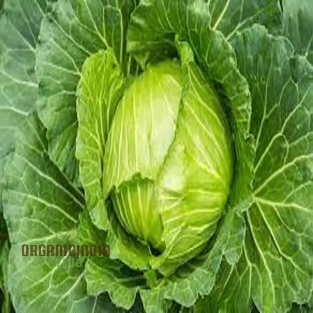 Closeup of Napa Cabbage Heads from Seeds, High-Yield and Fresh Home Garden Vegetables