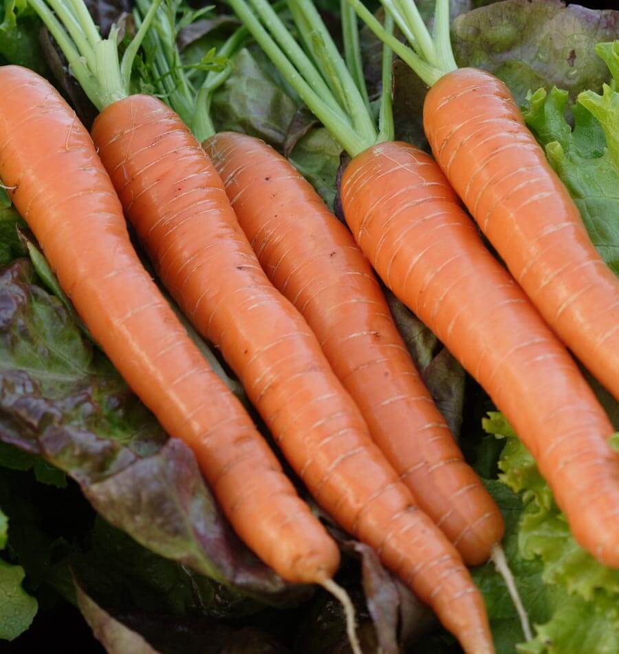 Harvested Napoli Carrots from Seeds, Premium Early Hybrid Variety
