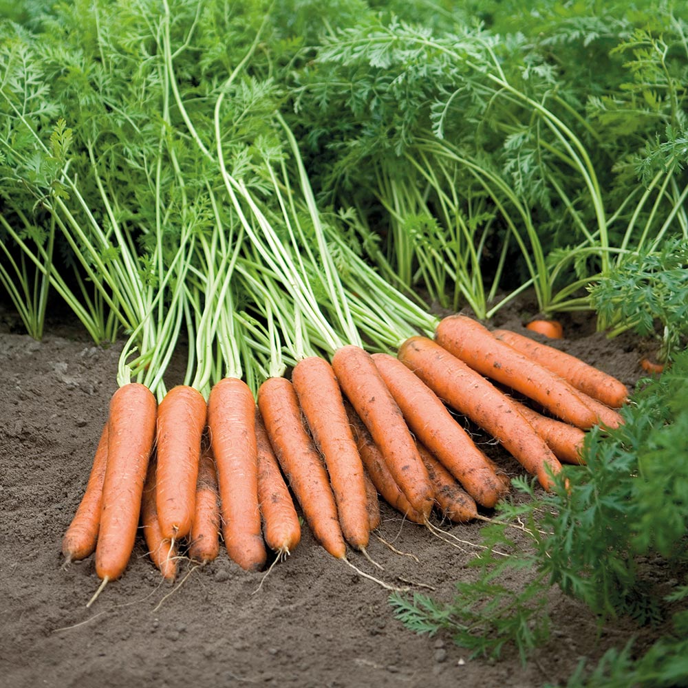 Napoli Carrot Seeds for Planting, Premium Early Sweet Hybrid Carrots