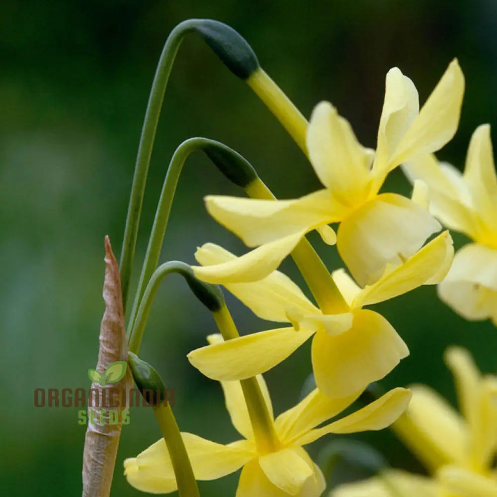 Hawera Daffodil Growing in Spring Garden Bed