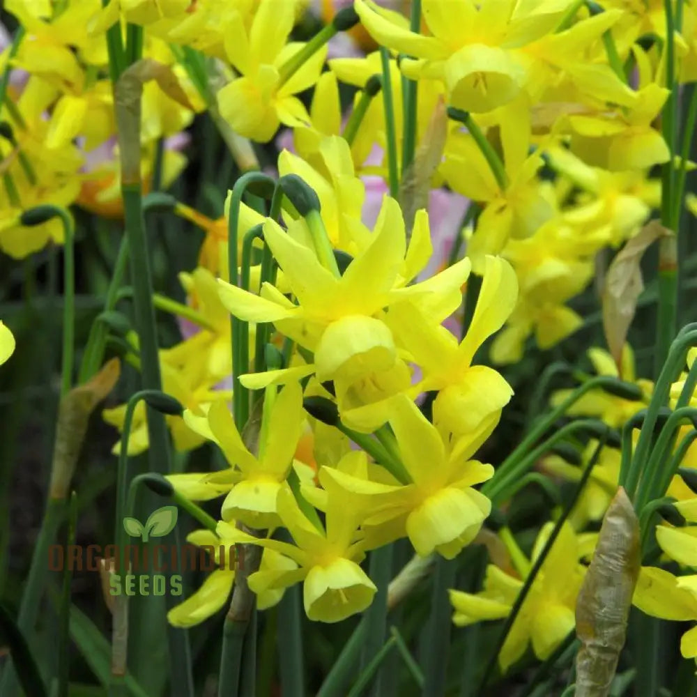 Narcissus Hawera Pure Yellow Daffodil Seeds for Planting