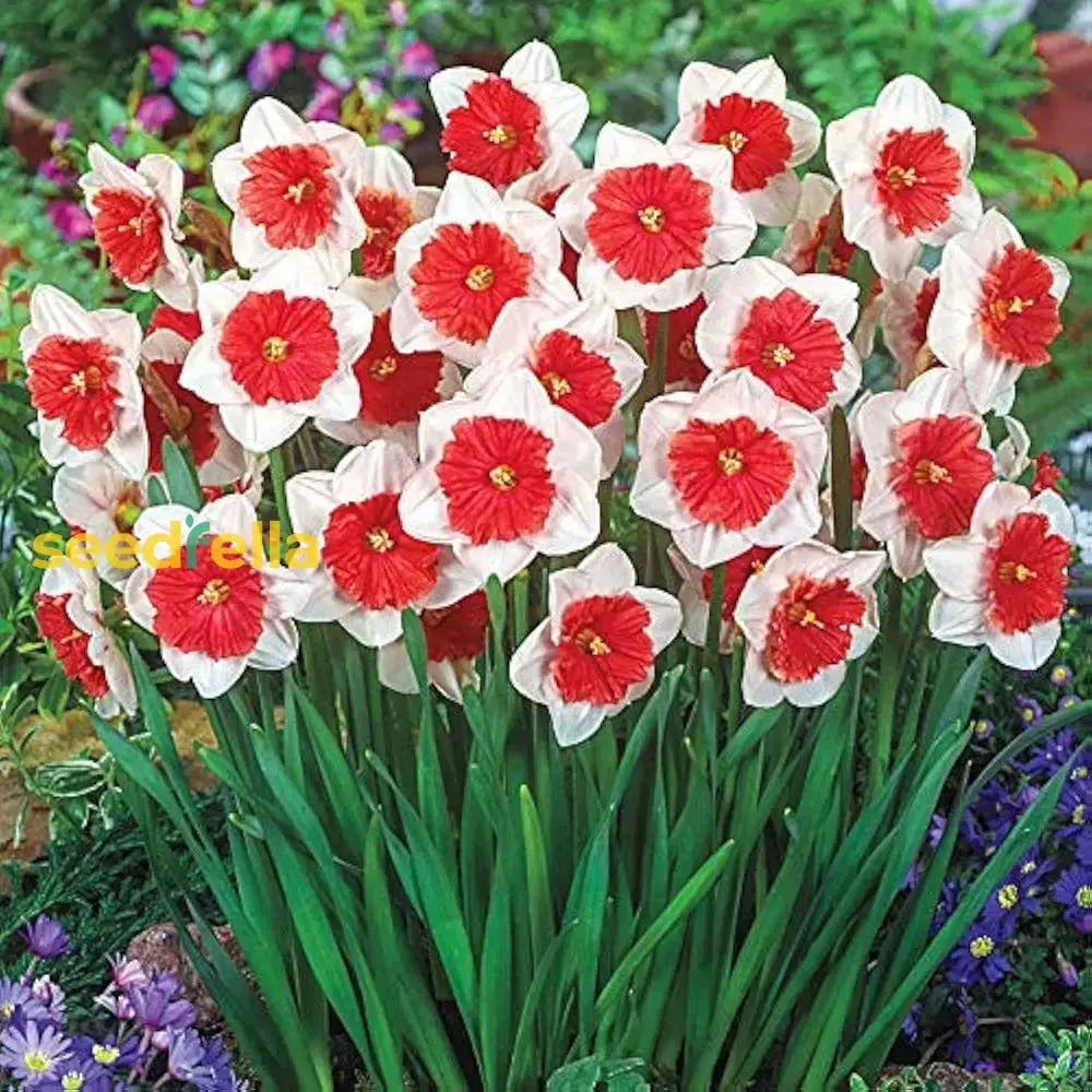 Narcissus Seeds for Stunning Spring Flower Blooms