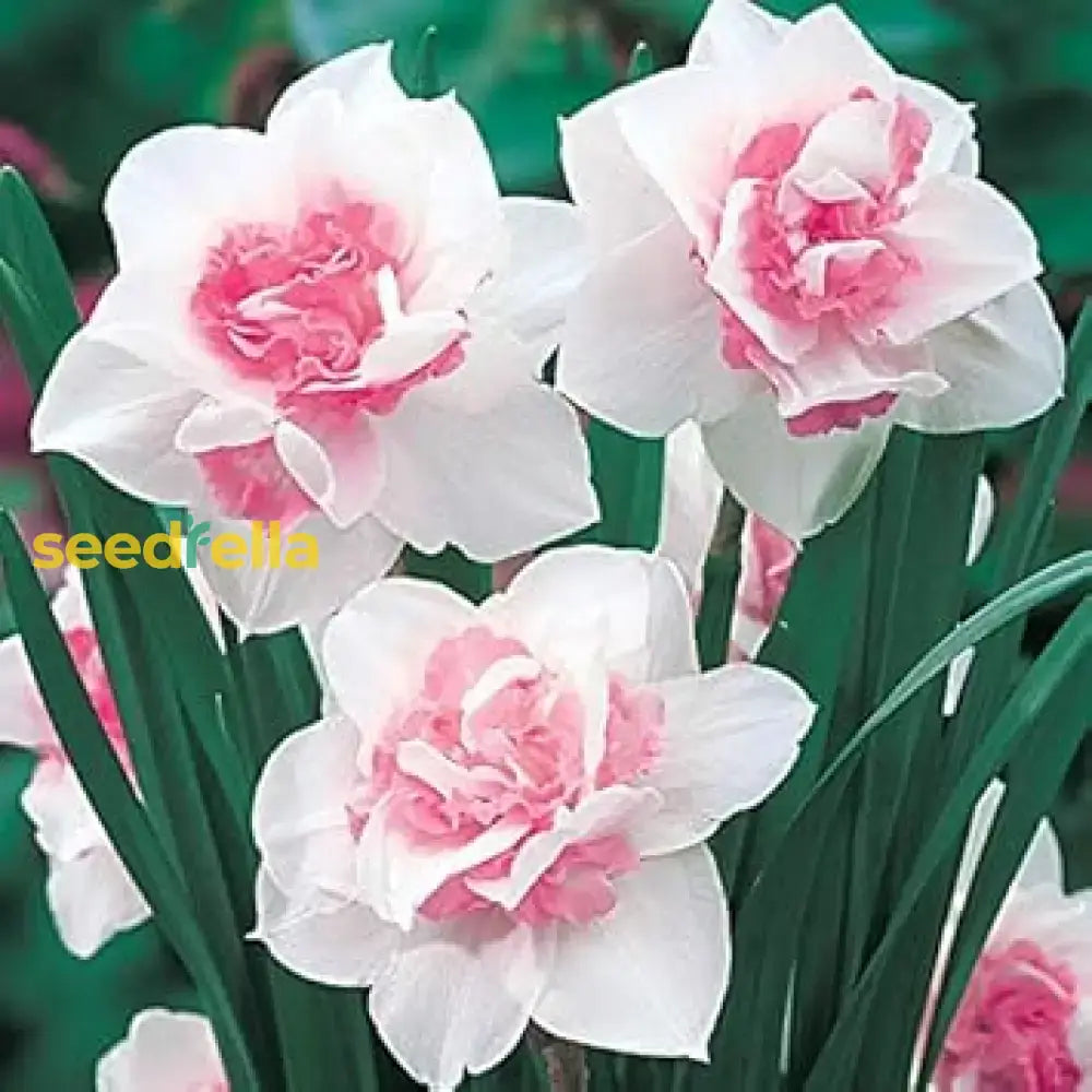 Narcissus Flower Seeds White and Pink Varieties for Garden Planting