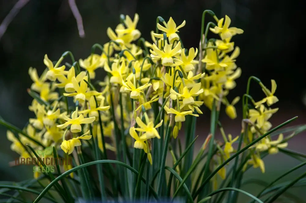 Yellow Hawera Daffodils in Garden Border