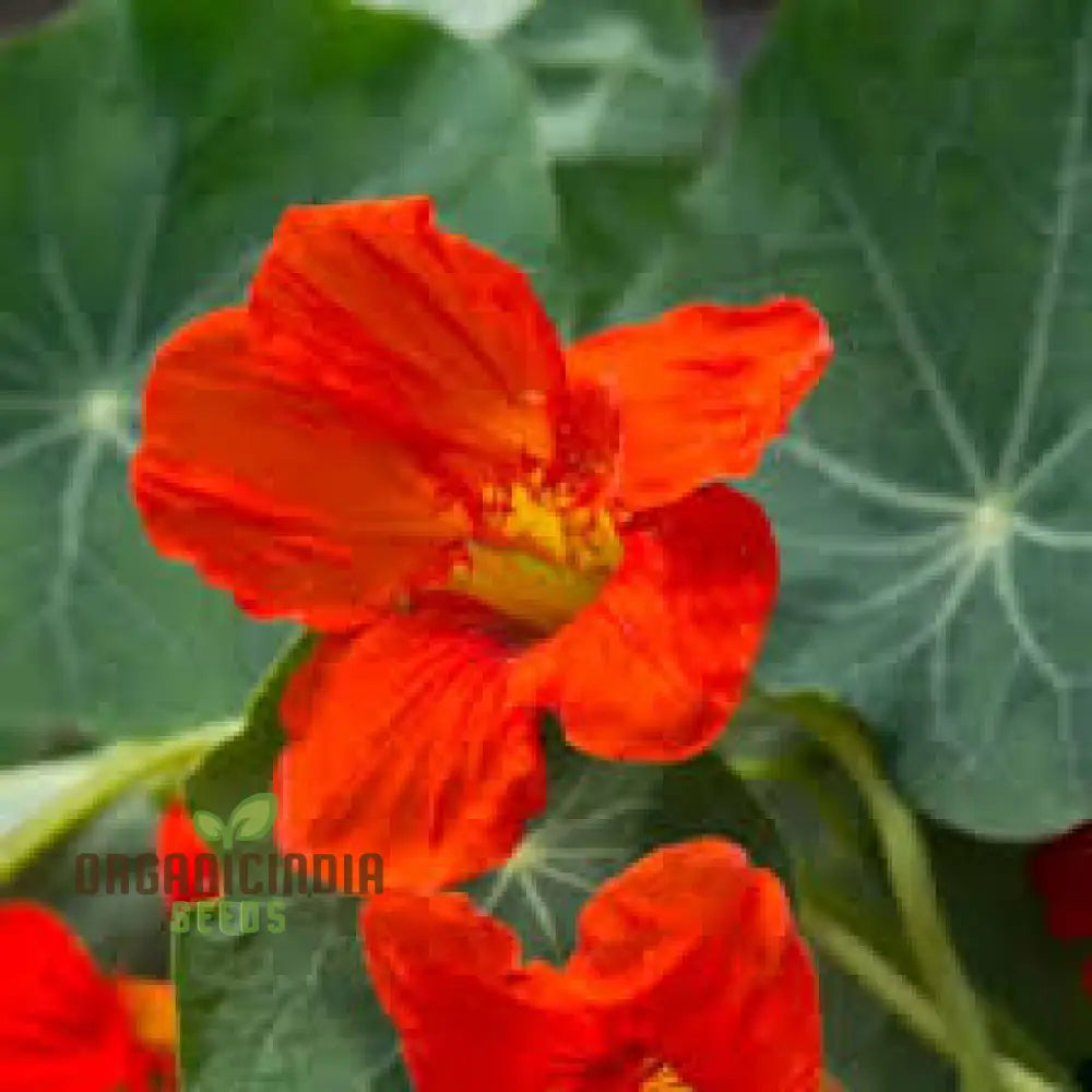 Mature Empress of India Nasturtium plant with red and orange blooms