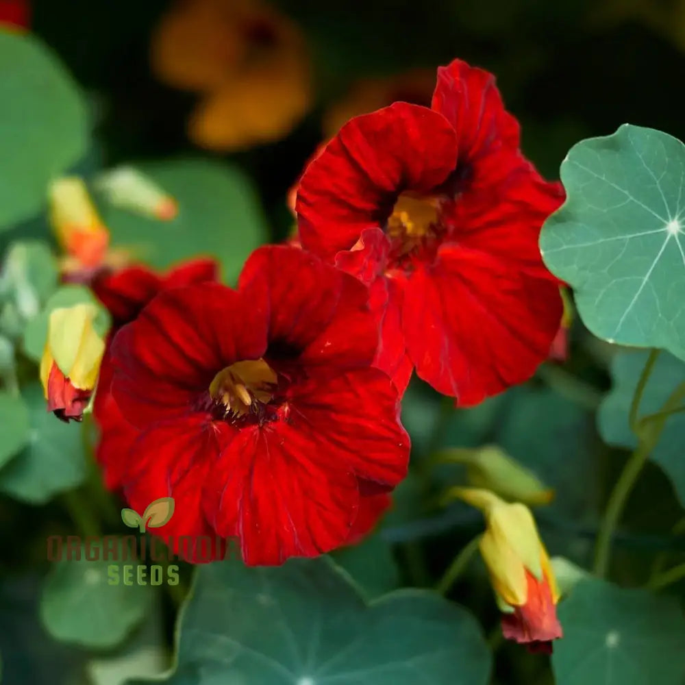 Empress of India Nasturtium seeds for vibrant garden blooms