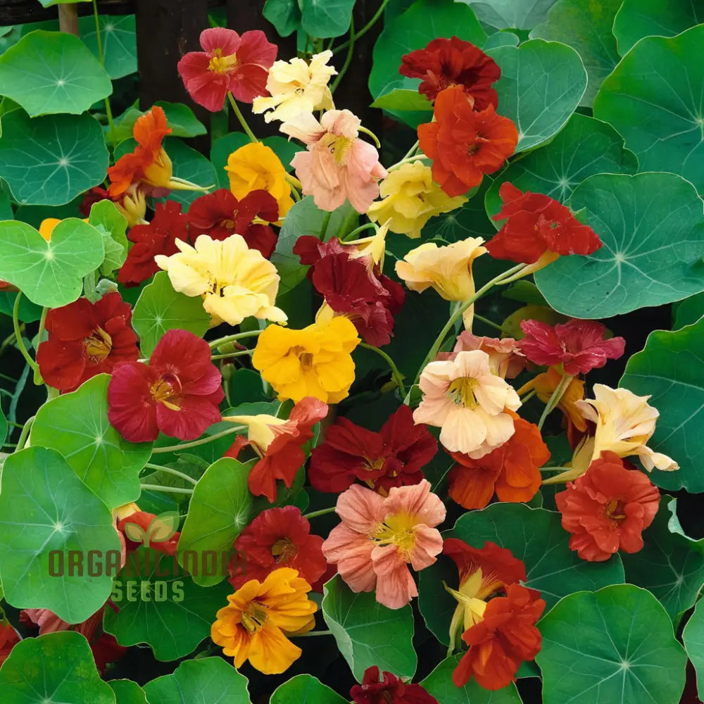 Nasturtium Gleam Hybrids Climbing Seeds for Vertical Garden Planting