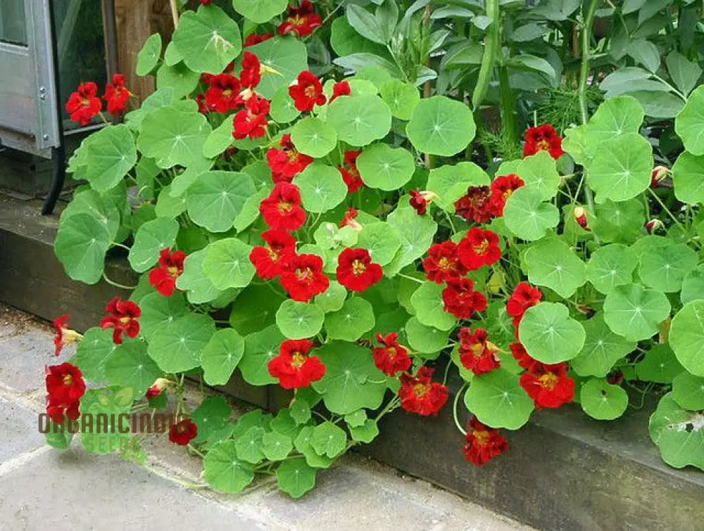 Nasturtium seeds planted in garden bed for colorful display