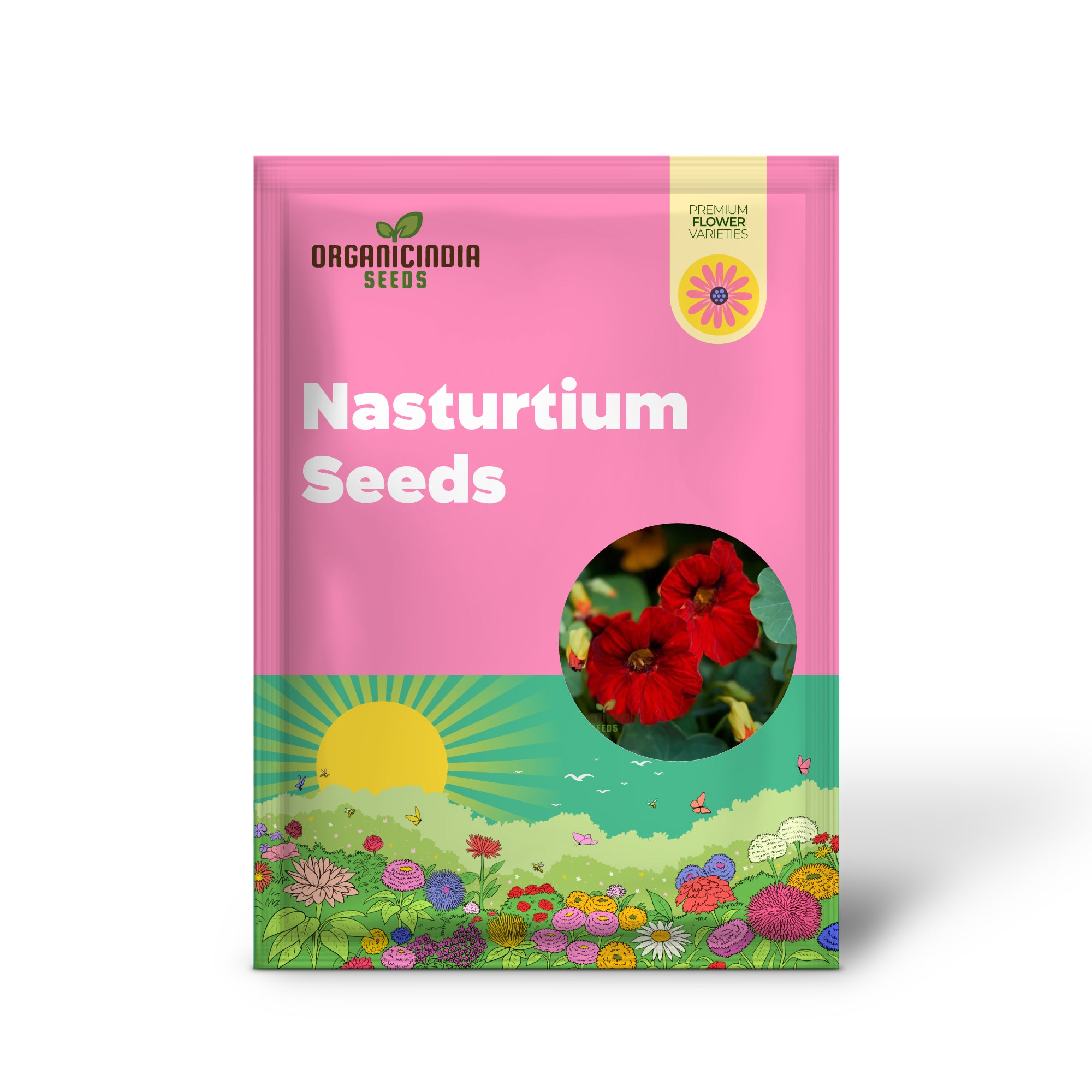 Nasturtium seeds sprouting into healthy seedlings