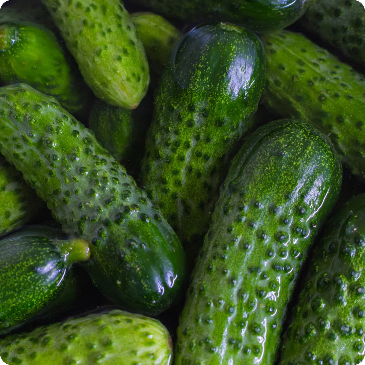 National Pickling Cucumber seeds Non-GMO