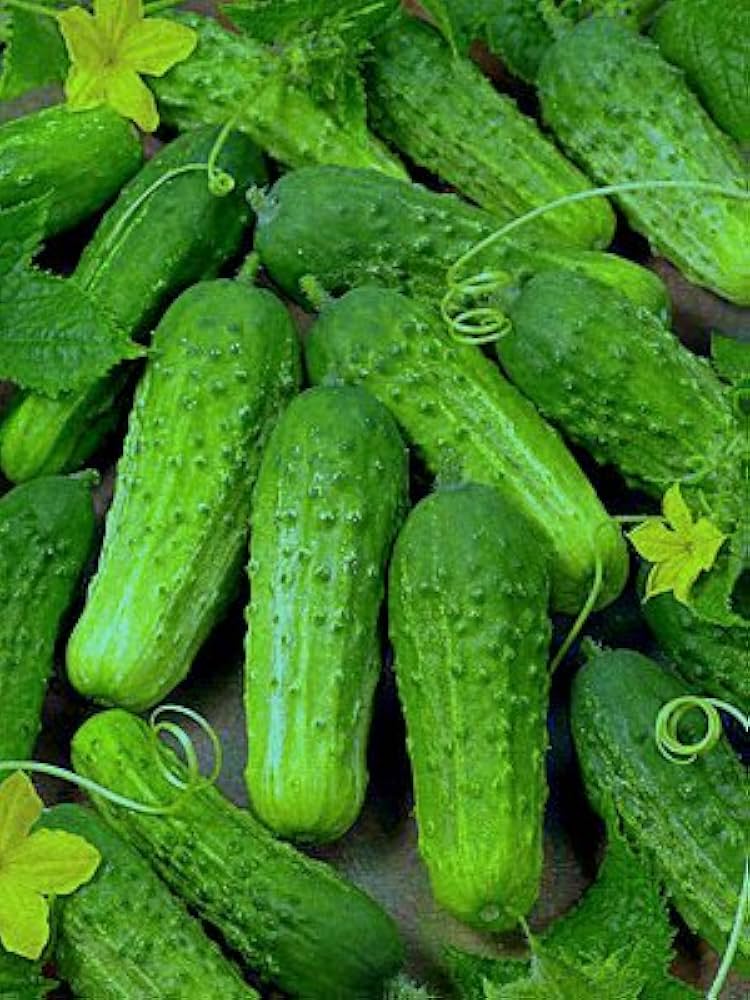 National Pickling Cucumber seeds for planting